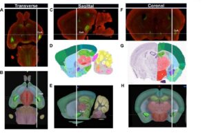 مقاله جدید: تحلیل عصب بینایی در مغز موش