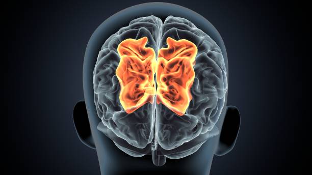 تقویت حافظه با مکمل مغز ویمکسیر